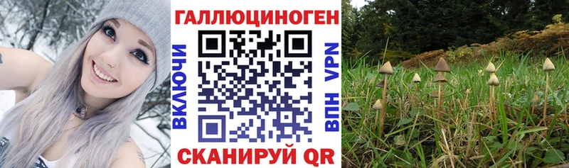 mega зеркало Катав-Ивановск Галлюциногенные грибы Psilocybine cubensis
